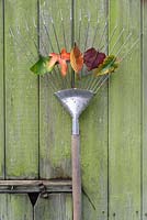 Autumn leaves on the tines of a rake, leaning against a wooden shed