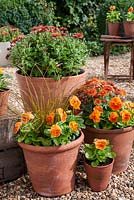 Orange themed containers with Chrysanthemums and Viola 'Cats Whiskers Orange'