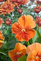 Orange Viola - 'Cats Whiskers Orange' with Chrysanthemum 'Poppins'