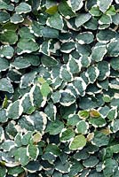 Ficus Pumila - creeping fig 