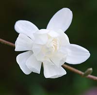 Magnolia x Loebneri 'Wildcat' 