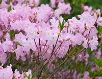 Rhododendron schlippenbachii - royal azalea