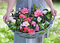 Woman holding basket filled with mixed heritage camellia flowers