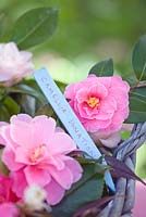Camellia 'Donation' with wooden label in basket