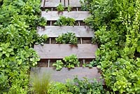 Pachysandra growing alongsie wooden and metal pathway in the 'Nature Lays Claim' Garden, BBC Gardener's World Live 2013