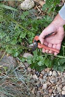 Pruning back Malva 'Moschata' 