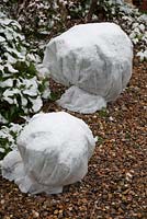 Horticultural fleece covering Echium pininana - Tree Echium or Tower of Jewels 