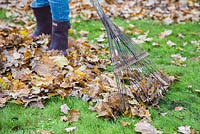 Woman raking garden of fallen autumnal leaves