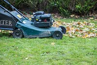 Using petrol lawnmower to clear garden of fallen Autumnal leaves