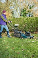 Woman using petrol lawnmower to clear garden of fallen Autumnal leaves