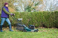 Woman using petrol lawnmower to clear garden of fallen Autumnal leaves