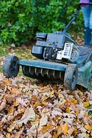 Using petrol lawnmower to shred pile of autumnal leaves for Mulch