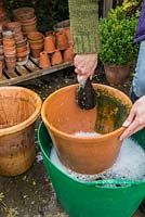 Removing scum and grime from large terracotta pots with brush and trug of bubbly water