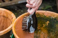 Removing scum and grime from large terracotta pots with brush and trug of bubbly water