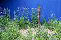 Salvia nemorosa 'Caradonna' and Delphimium pacific giant 'Blue Spring'. The Blue Sentiment. 