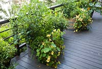 Balcony with containers planted with Tropaeolum 'Peach Melba', Tomato, Vaccinium, Petroselinum and Runner beans 