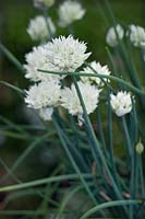 Allium maximowiczii 'Album', ornamental onion