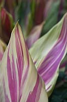 Cordyline fruticosa 'Exotica', Ti-plant