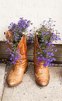 Lobelia planted in cowboy boots 