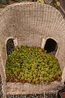 An old chair with Sedum grown on cocoa fibre 