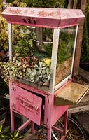 Old popcorn trolley planted with Sedum morganiianum 'Burrito', Sedum 'Jelly Bean' Crassula ovata 'Variegata'. Crassula Peperomia, Echeveria, Aeonium 'Variegata' 