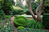 View from the main entrance with Buxus sempervirens and Anemone x hybrida 'Honorine Jobert' to the left. The garden of Swedish garden designer and editor Ulla Molin 1909-1997 in Hoganas, Sweden, in 2005.  