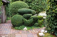 View from the terrace with Buxus sempervirens topiary and Parthenocissus tricuspidata.  The garden of Swedish garden designer and editor Ulla Molin 1909-1997 in Hoganas, Sweden, in 1996 when Ulla Molin was still alive. 