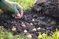 Placing Crocus 'Cream Beauty' bulbs under turf