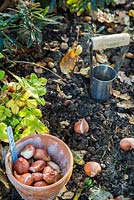 Hand held bulb planter and pot of Tulipa 'Rococo' bulbs in autumnal border