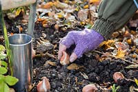 Woman placing Tulipa 'Rococo' bulbs in autumnal border