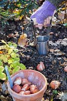 Woman using Hand held bulb planter to dig hole for Tulipa 'Rococo' bulbs