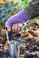 Woman using Hand held bulb planter to dig hole for Tulipa 'Rococo' bulbs