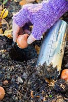 Woman planting Tulipa 'Rococo' bulbs in fresh hole made using Hand held bulb planter