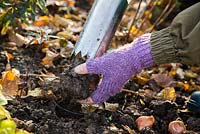 Woman removing soil from Hand held bulb planter in preparation for Tulipa 'Rococo' bulbs