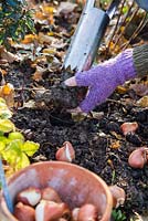 Woman removing soil from Hand held bulb planter in preparation for Tulipa 'Rococo' bulbs