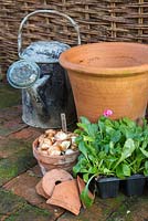 Planting Tulipa 'Black Parrot' and English Daisy Bellis perennis 'Pomponette' in large Terracotta pot
