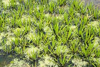 Statiotes aloides - water soldier or water pineapple - a submerged aquatic plant 