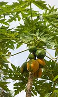Carica papaya 'T.R.Hovey' 