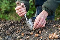 Planting Crocus sieberi 'Spring Beauty' bulbs on a mound next to a wild pond