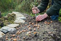 Planting Crocus sieberi 'Spring Beauty' bulbs on a mound next to a wild pond