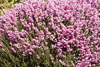 Erica x darleyensis 'Spring Suprise' 