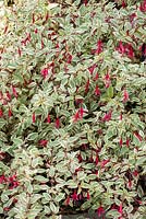 Fuchsia magellanica 'Variegata' 