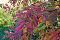 Prunus incisa 'Kojo No-Mai' - Fuji cherry in autumn