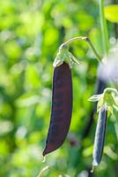 Pisum sativum 'Blauwschokker' - Purple podded peas 