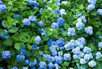 Hydrangea macrophylla 'Nikko Blue' 