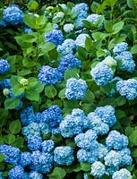 Hydrangea macrophylla 'Nikko Blue' 