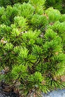 Pinus heldreichii 'Schmidtii' 