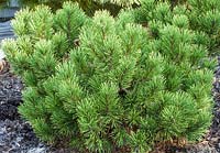 Pinus mugo 'Carsten's Wintergold' 