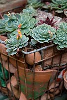 Sempervivum - Houseleeks in an old wire shopping basket with broken terracotta in a small town garden