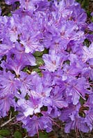 Rhododendron augustinii 'Hobbie' 